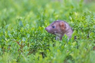 Head of cute young marten in the green plants.