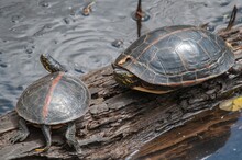 Pair Of Southern Painted Turtles Basking On Log In Water 