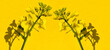 canvas print picture - Raps, Blüte, 2 Pflanzen, isoliert, Hintergrund, gelb, Schatten, Quer, 
