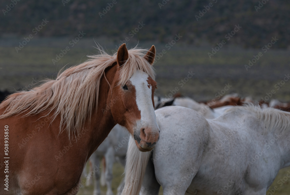 Herd of Colorado ranch horses being rounded up to move to summer ...