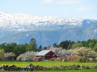 Wall Mural - Eidfjörd und der Hardangerfjörd in Norwegen