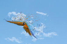 Parrot Flying Freely With Disintegration Effect, Forming The Ukrainian Flag With Yellow And Blue Colors.In The Background A Blue And Cloudy Sky Slightly Out Of Focus.This Photomontage Has A Great Emot