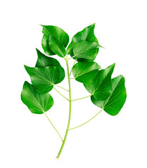 Wall Mural - Ivy branch with green leaves isolated on white background.