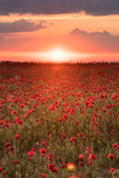 Fototapeta Krajobraz - Poppy fields at sunset