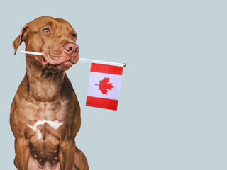 Wall Mural - Lovable, pretty dog and Canadian Flag. Closeup, indoors. Studio photo. Congratulations for family, loved ones, relatives, friends and colleagues. Pets care concept