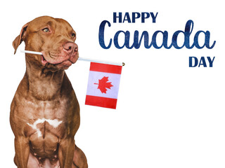 Lovable, pretty dog and Canadian Flag. Closeup, indoors. Studio photo. Congratulations for family, loved ones, relatives, friends and colleagues. Pets care concept