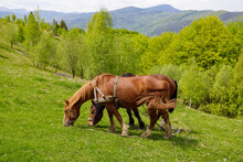 Two Horses Are Grazing In A Clearing On A Mountainside.