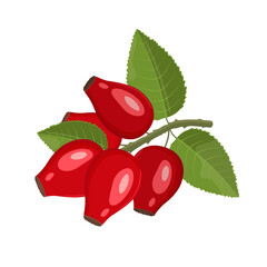 Wall Mural - Rosehip, berries on branch with leaves, vector illustration in flat style on white background