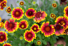 Indian Blanket Flower Close-up
Close-up Of A Bright Red And Yellow Indian Blanket Flower.