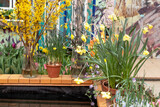 Fototapeta Na drzwi - Spring flowers in the pots