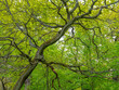 © Andreas Bergerstedt - Oak tree stem with branches and green foliage.