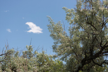 Wall Mural - branches against sky