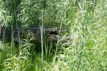 Wall Mural - log and willow shoots in a swampy area near the river