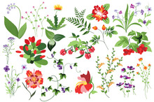Flower And Plants Isolated Set. Raspberry, Rowan And Other Berries. Flowering Garden And Blooming Wildflowers Different Types. Bundle Of Floral Elements. Vector Illustration In Hand Drawn Design