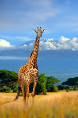 wild african giraffe on kilimanjaro mount background. national park of kenya