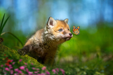 Wall Mural - Red fox, vulpes vulpes, small young cub in forest with butterfly on nose