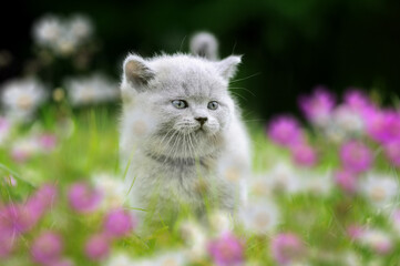 Wall Mural - Cute British kitten in the green grass with flowers