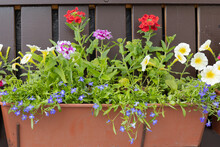 Blue Lobelias, White Petunias And Pink Primroses In The Plastic Pots. Colorful Potted Plants By The City Street