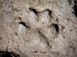 mountain lion cougar track in mud close up