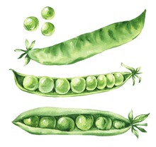 Fresh Green Peas On White Background. Food Illustration.