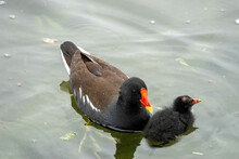 Close Up Portrait Of An Adult Moorhen With Her Chick	
