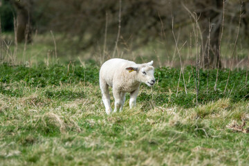 Canvas Print - portrait of a pretty lamb in the springtime