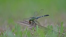 Green Dragonfly On The Grass Eating An Insect