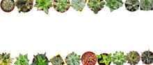 Many Different Succulents On White Background With Space For Text, Top View
