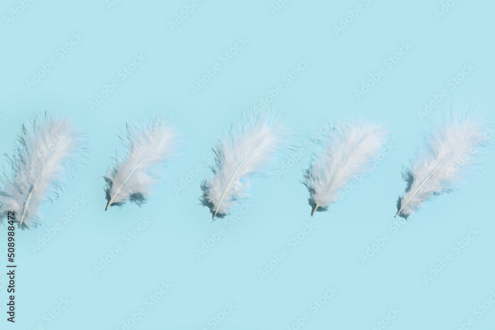Beautiful feathers on blue background