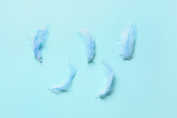 Beautiful blue feathers on color background