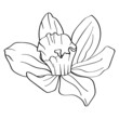 © KrymovaArt - Flower narcissus. The botanical element is hand drawn with a black outline on a white background.