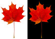 Autumn maple leaf isolated on white and black backgrounds. Beautiful bright red maple leaf.