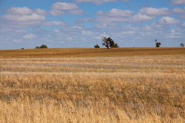 Poster - Countryside in Victoria, Australia