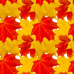 Wall Mural - Bright pattern from maple leaves. Cheerful seamless texture of fallen red-yellow maple leaves.
