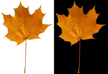 Wall Mural - Autumn maple leaf isolated on white and black backgrounds. Dark ocher maple leaf.