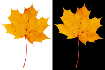 Wall Mural - Autumn maple leaf isolated on white and black backgrounds. Scenic yellow maple leaf.