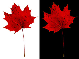 Autumn maple leaf isolated on white and black backgrounds. Red maple leaf speckled.