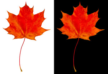 Wall Mural - Autumn maple leaf isolated on white and black backgrounds. Bright red maple leaf.