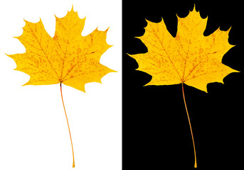 Wall Mural - Autumn maple leaf isolated on white and black backgrounds. Beautiful yellow maple leaf with dark spots.