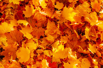 Wall Mural - Autumn maple leaves. Carpet of fallen yellow-orange maple leaves.