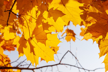 Wall Mural - Autumn maple leaves.