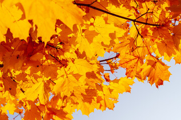 Wall Mural - Yellow-orange maple leaves in the crown of a tree, illuminated by the sun. Autumn maple leaves.