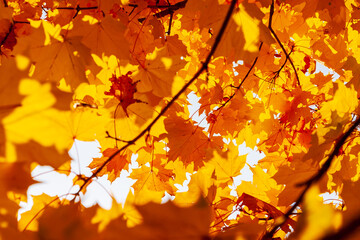 Wall Mural - Autumn maple leaves. Yellow-orange maple leaves in the crown of a tree, view from below.