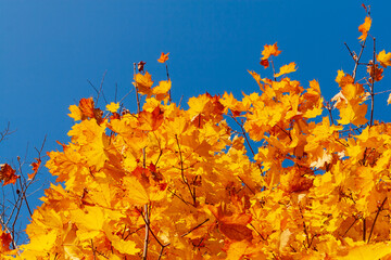 Wall Mural - Autumn maple leaves contrast with the blue sky. Autumn maple leaves. The top of the autumn maple crown against the blue sky. Orange maple leaves against a blue sky.