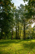 © rsooll - deciduous trees growing in the park in the summer