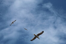 Seagulls Flying Over The Promenade At Llandudno In North Wales.
