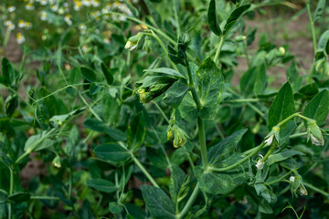Naklejka na meble Flowering peas in the field.