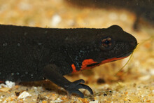 Closeup On An Aquatic Small Black Chinese Fire Bellied Newt, Cynops Orientalis