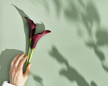 Dark Purple Calla Lily Flowers In Female Hand On Green Background With Sunlight Leaf Shadows. Lifestyle Image Flat Lay. Minimal Flowery Aesthetic Design. Bouquet Of Fresh Calla Lilies
