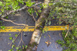 Top view of an uprooted tree trunk across the road markings dividing two lanes of a main carriageway after storm causes hazardous driving conditions.